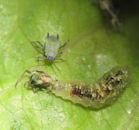 Biological pest control