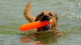 Mascotas de Chicago toman las playas tras el intenso calor que atraviesa la ciudad