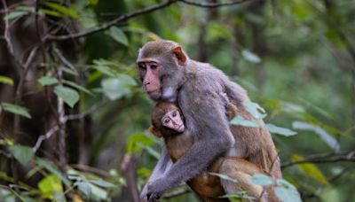 Are there monkeys in Florida? Videos show sightings in this part of the state