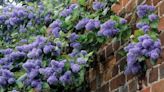 'I want to use plants to hide an ugly backyard wall – what are the best options?'