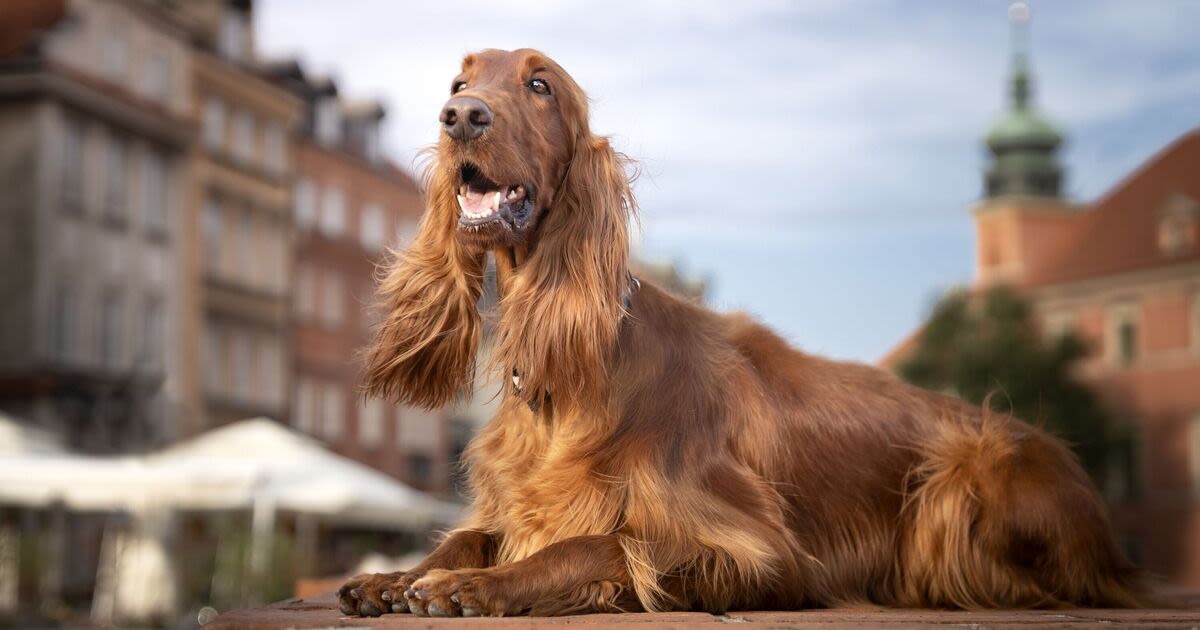 Five of the loveliest large dog breeds to have as the perfect companion