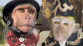 Johor man loves dressing up his rescued monkey in various outfits, gains popularity online (VIDEO)