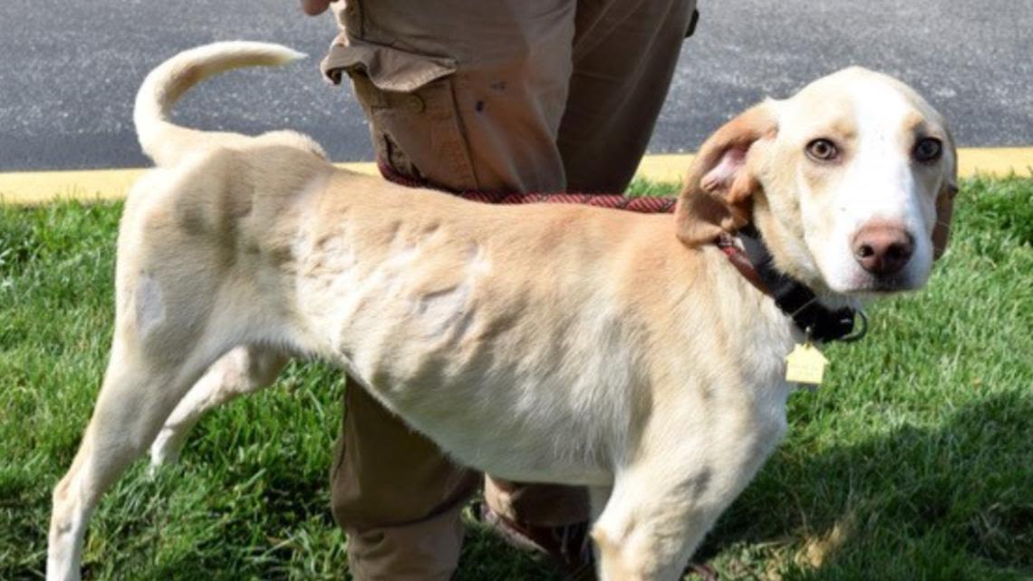 22 dogs, some newborn puppies, rescued from Gasconade County unlicensed breeder