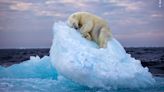 Shot of polar bear on iceberg bed wins public vote in photography contest