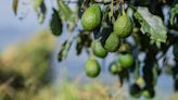 Producción de palta y maracuyá: volumen y precio impactados por el FEN