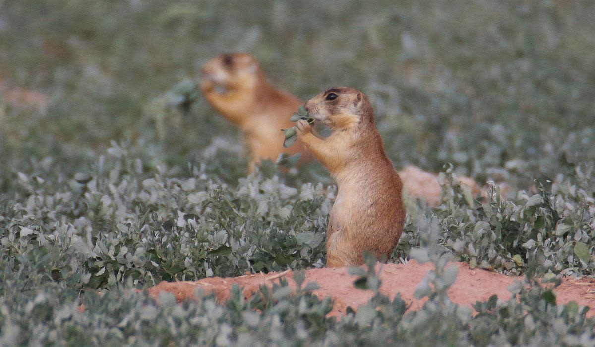 Plague kills swath of prairie dogs in Badlands National Park