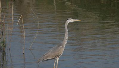 高美濕地生態活動5／27開放報名 近距離觀賞候鳥、野生動植物