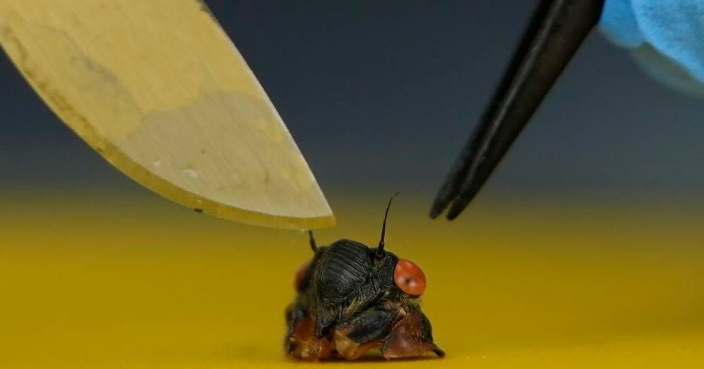 Collecting sex-crazed zombie cicadas on speed: Scientists track a bug-controlling super-sized fungus