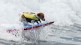 Meet Efruz, the Jack Russell terrier that loves to surf the waves of Peru