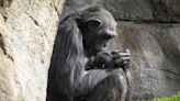 Chimp Has Been Carrying Dead Infant for 3 Months