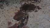 “Salvajada” en Belmonte con el asesinato “aparentemente a palos” de seis gatos callejeros