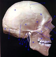 Lateral View of Skull