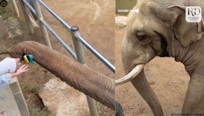 Elephant at China zoo returns shoe to little boy; Mountain Range wins hearts