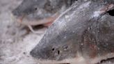 Prehistoric lake sturgeon is not endangered, US says despite calls from conservationists