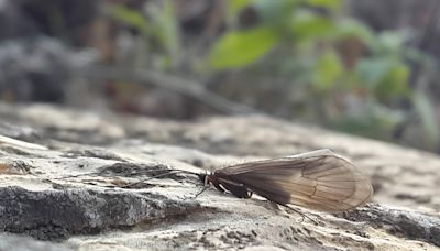 Potamophylax kosovaensis, an insect species newly discovered in Kosovo, is already endangered