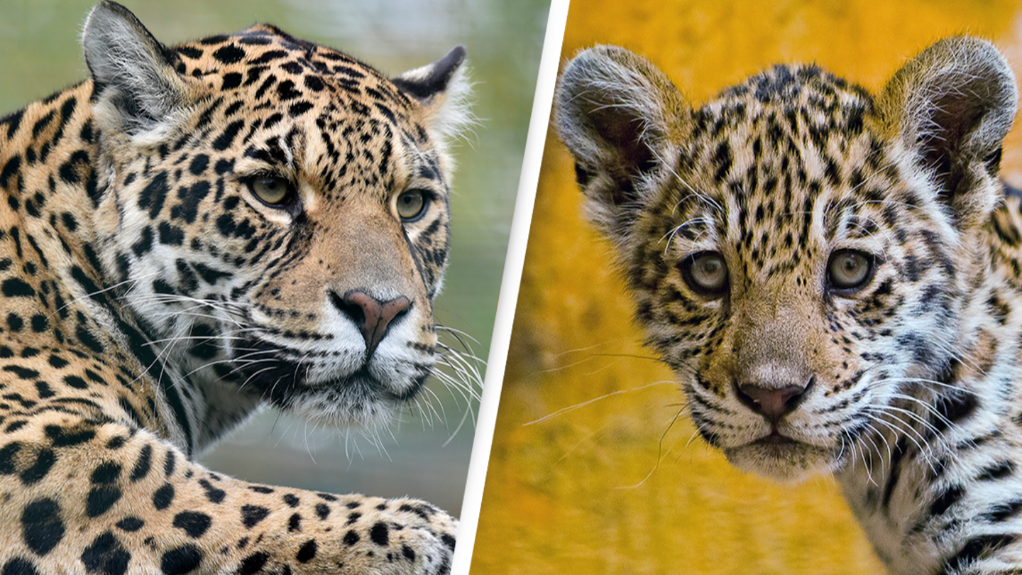 World’s first jaguar born by artificial insemination was eaten by its mom