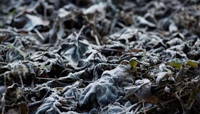 La ola polar puede provocar una “helada negra”: De qué se trata