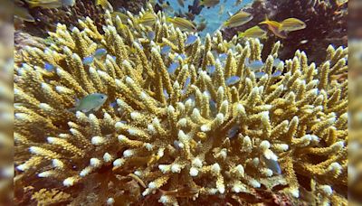 Bali Coral Reefs Ruined By Bleaching As Sea Temperature Rises