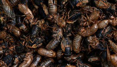 Illinois is hit with cicada chaos. This is what it's like to see, hear and feel billions of bugs