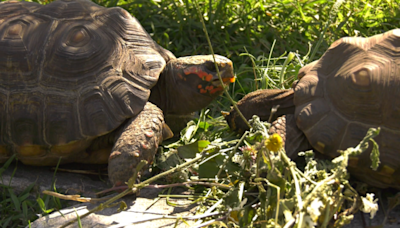 Alberta tortoise keeper stockpiling weeds for winter feeding: 'They're like pigs'