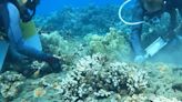 Coral colonies designed to thrive in warming water outplanted off Olowalu