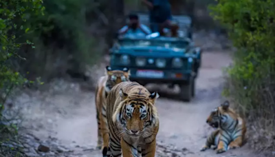 Tourism set to roar in Gujarat with lion-leopard safari in Kutch, Diu - ET TravelWorld