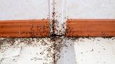 10 Tiny Bugs in Your House—And How to Get Rid of Them