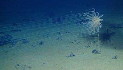 Cientistas descobrem misterioso 'oxigênio negro' produzido nas profundezas do oceano Pacífico