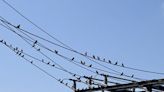 Just Askin': Why do birds sit on power lines? Do they ever get shocked?