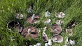 Giant mushrooms steal the spotlight in Türkiye’s eastern regions