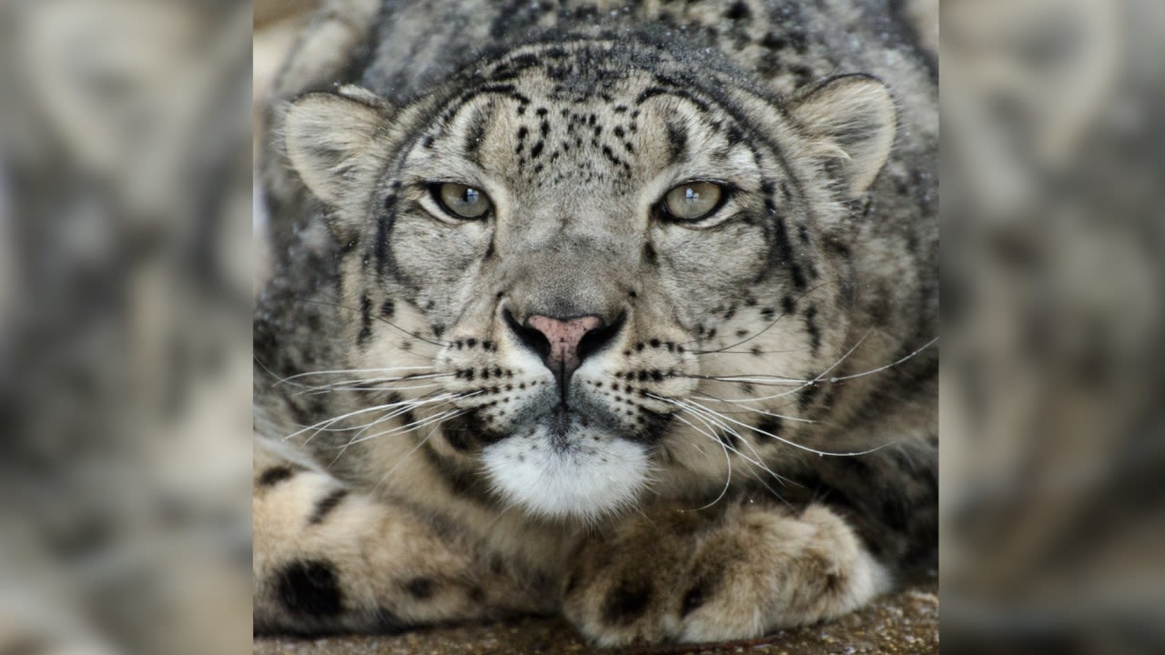 A Bloomington snow leopard will soon have a new home