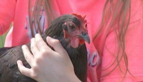 Family in another Cabarrus County town urging rule change so they can keep chickens as pets