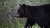 Black bear put down after biting North Vancouver woman - BC | Globalnews.ca