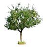 Fruit trees are cultivated for their fruit production and are suitable for outdoor planting in gardens or orchards. The specific fruit trees to choose depend on your climate and growing conditions.