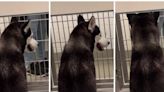 Perrito Husky conmueve luego de ser ignorado en Centro de Adopción de California