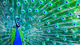 Miami suburb turns to vasectomies to solve its peacock problem