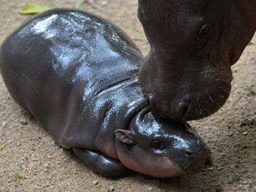 What's Up With Moo Deng? Follow The Pygmy Hippo On Her 24/7 Livestream