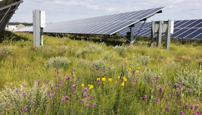 Solar Farms Have a Superpower Beyond Clean Energy