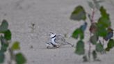 Newly hatched piping plover chick presumed dead at Montrose Beach. ‘Much loved and will be missed’