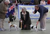 Tenterfield Terrier