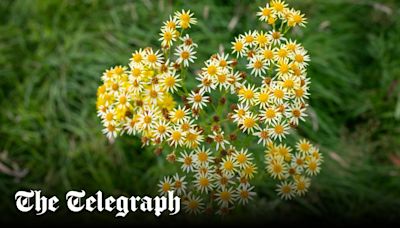 The poisonous everyday plant at the heart of the rewilding battle