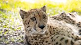 Beloved but in declining health, Steve the cheetah humanely euthanized at Jacksonville Zoo and Gardens