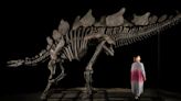 Dinosaur Hunter Expected to Make Millions After Finding "Virtually Complete" Stegosaurus