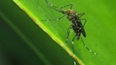 Mosquitoes swarm the Coastal Bend, what you can do