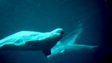 Belugas May Communicate by Changing the Shape of Their Squishy Foreheads