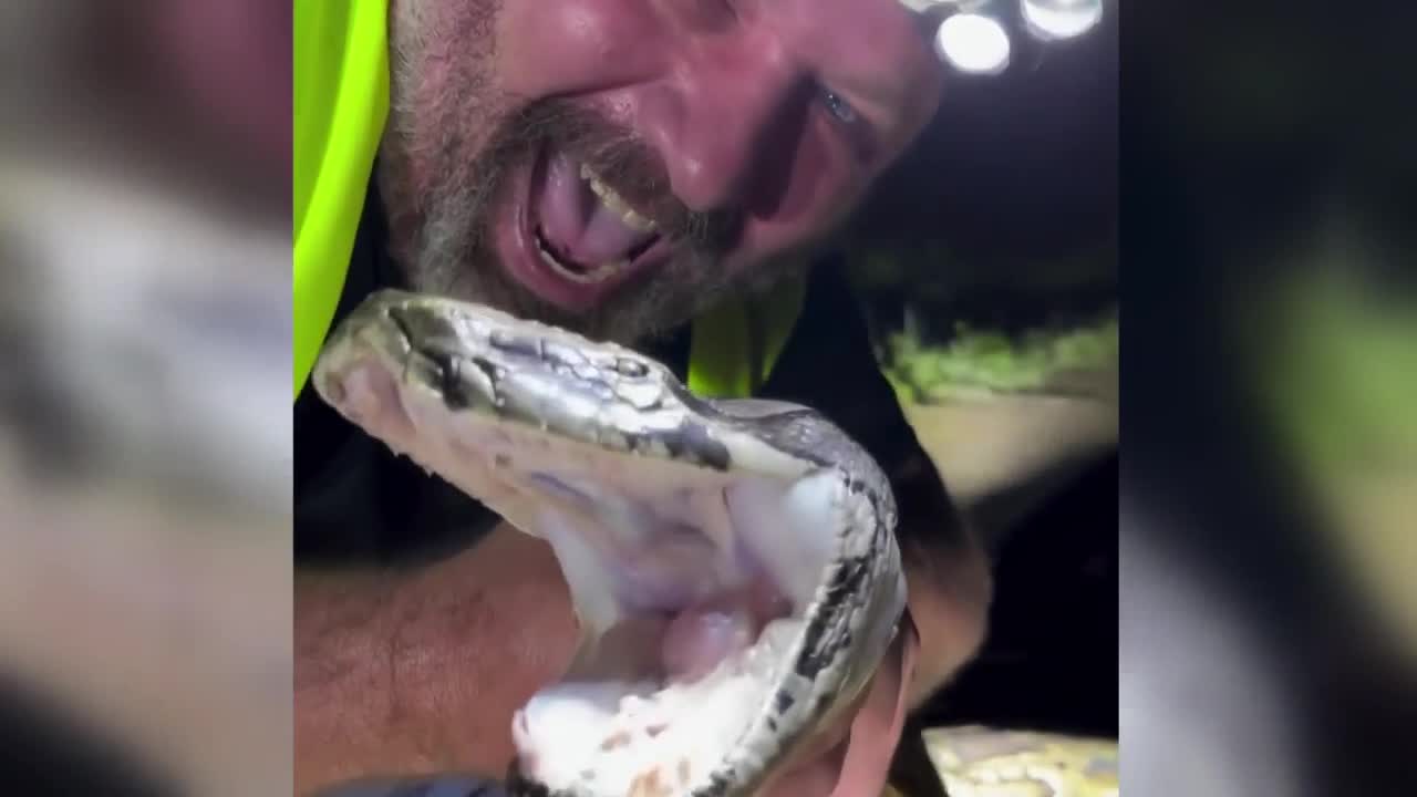 MASSIVE: 17-foot python captured in Everglades