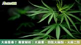 大麻是毒？ 專家解析：大麻素、四氫大麻酚、大麻二酚