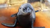 Scottish safari park welcomes sea lion pup with adorable Loch Ness Monster name