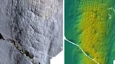 Explicación a los 'millones de años pérdidos' de las esponjas marinas