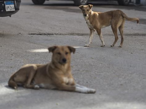 Tunisie: un sexagénaire meurt après une attaque de chiens errants